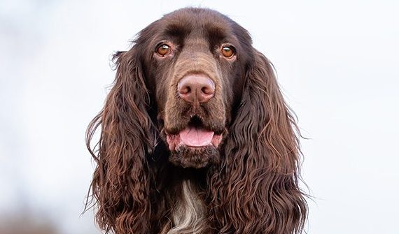 Close up of field spaniel sitting outside