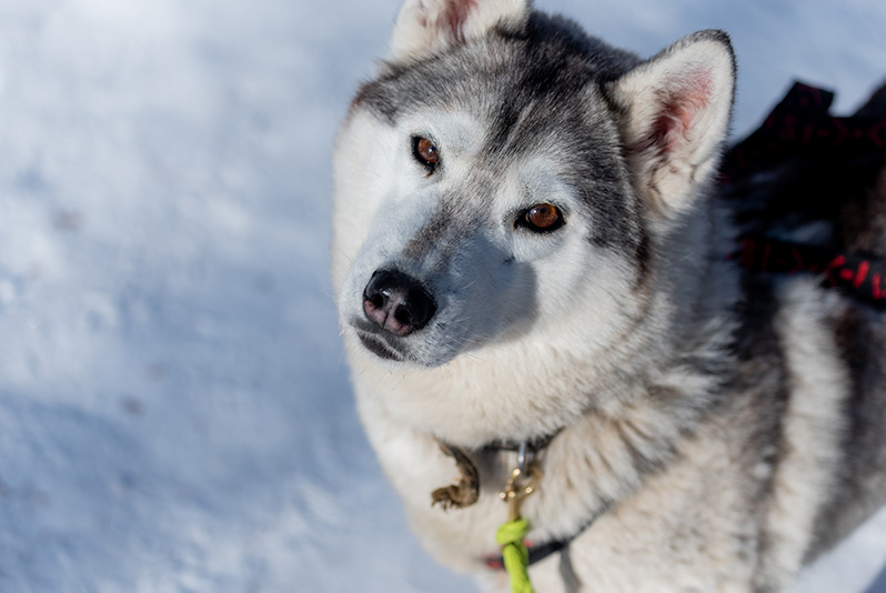 alaskan husky with snow looking at camera