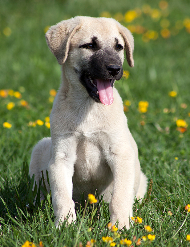 kangal puppy sitting in meadow