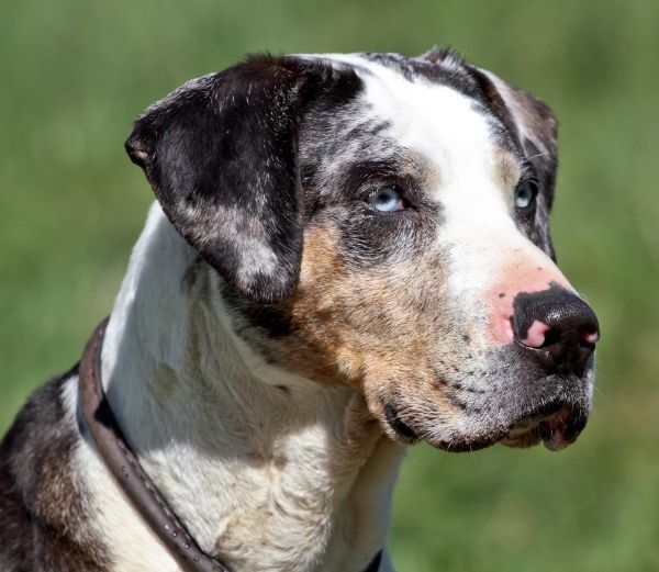 Louisiana Catahoula Leopard Dog headshot close up of face in profile
