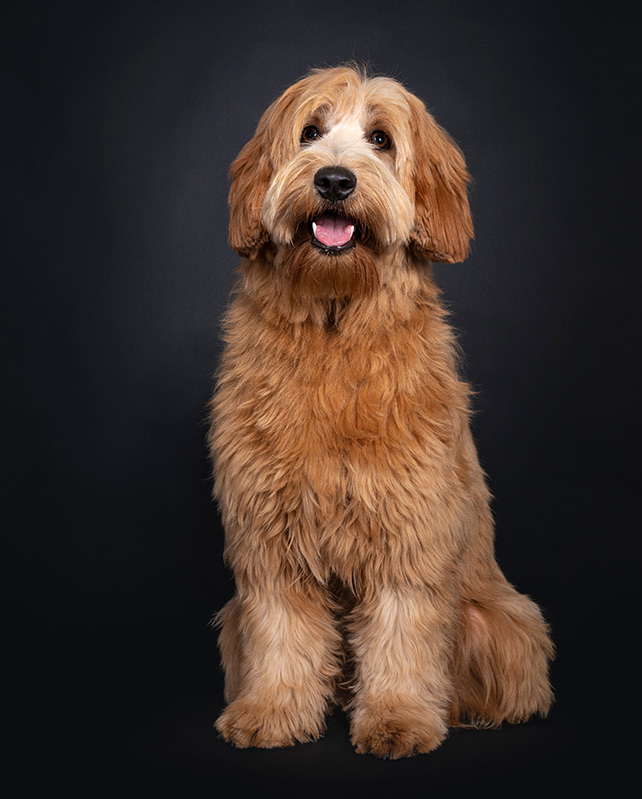 Friendly red apricot young adult Labradoodle Cobberdog Tongue out mouth open