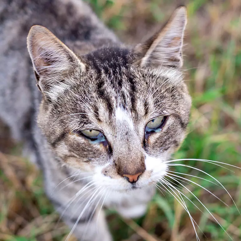 Cat food hotsell allergies treatment