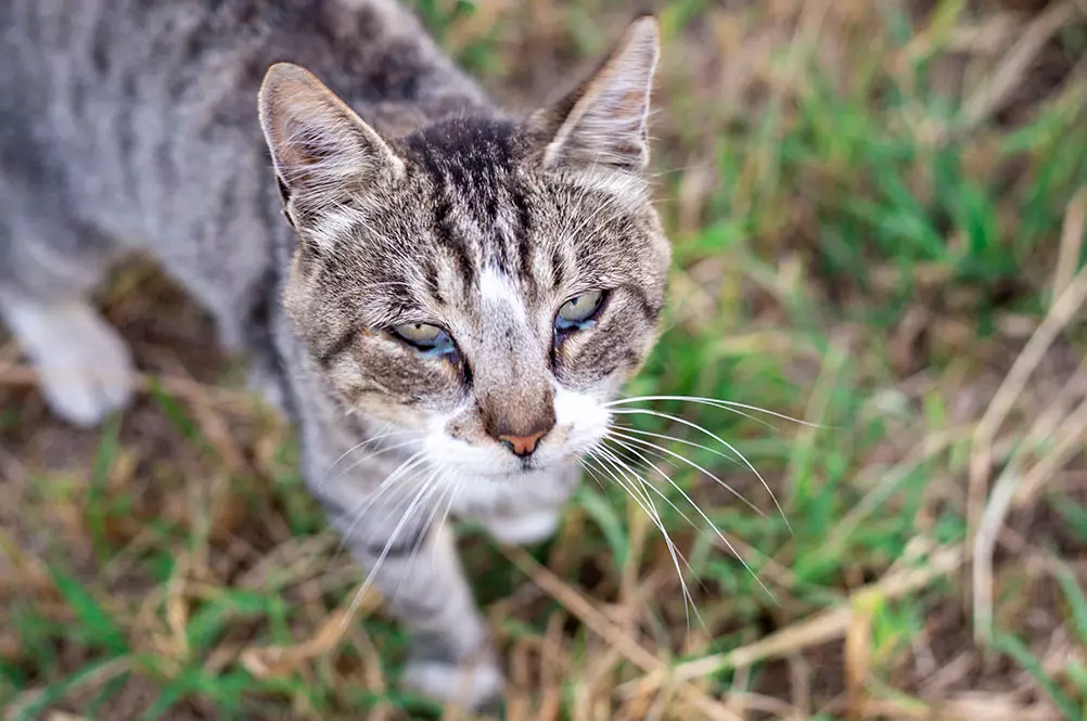 Cat allergy on sale