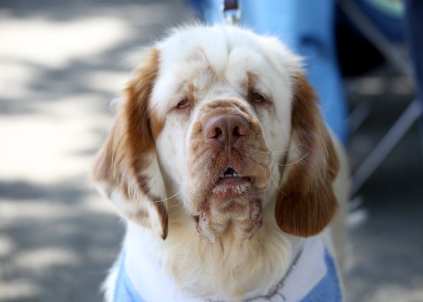 Clumber Spaniel posing for his picture