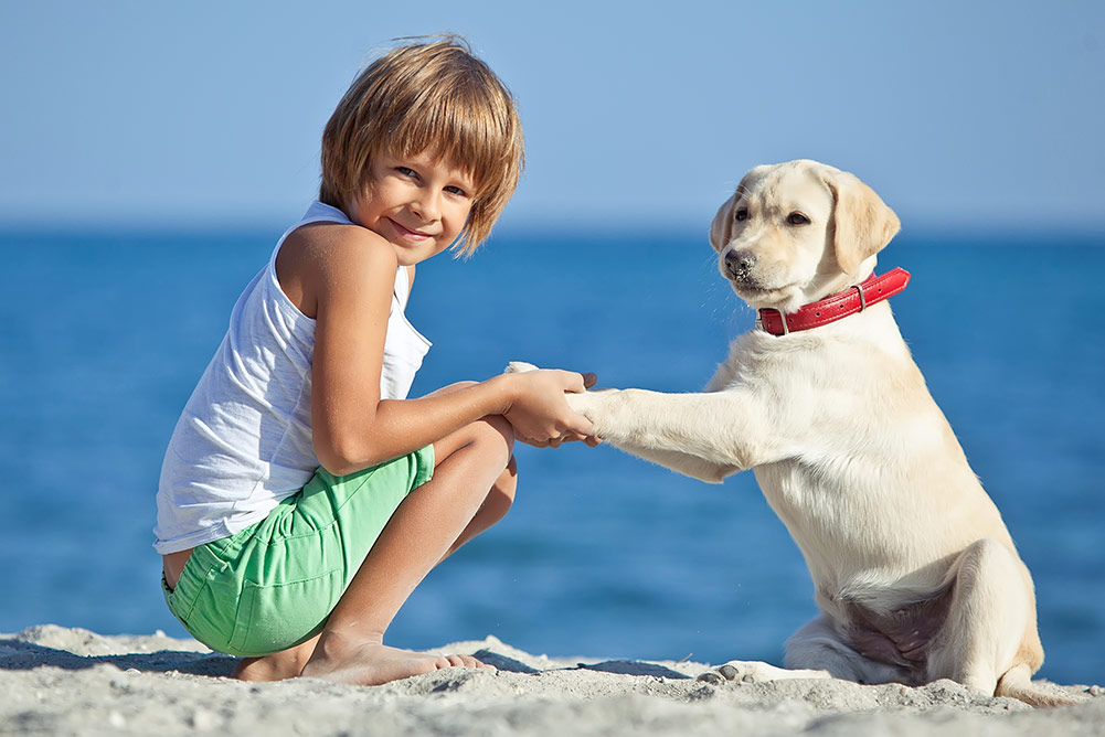 little boy with his labrador puppy on the beach showing dog training trick shake