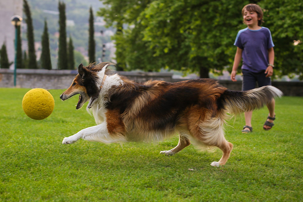 boy playing ball fetch with his rough collie in a park