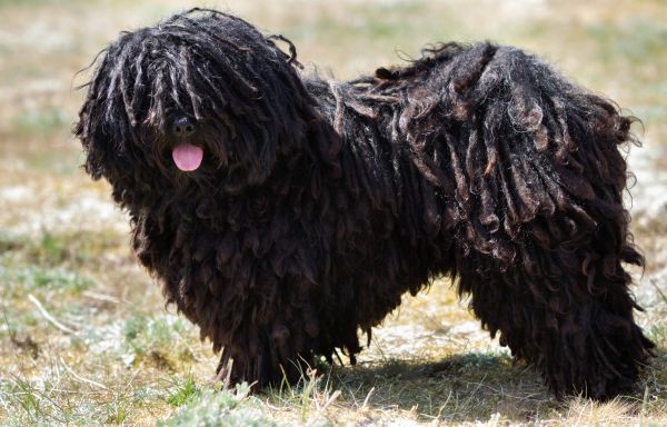 A purebred Puli dog without leash outdoors in the nature on a sunny day