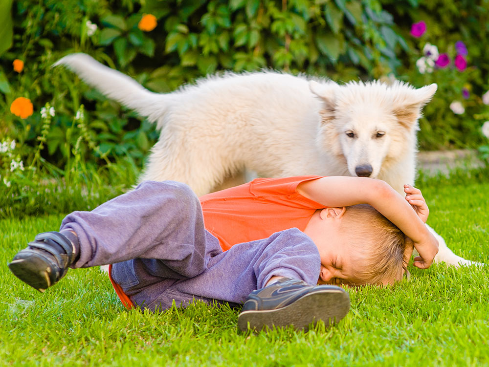 boy playing on the grass iwth his swiss white shepherd puppy rough play could be dangerous needs supervision