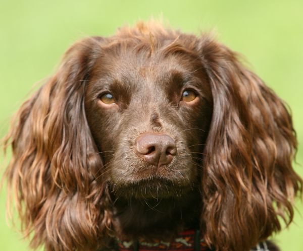 Field Spaniel portrait