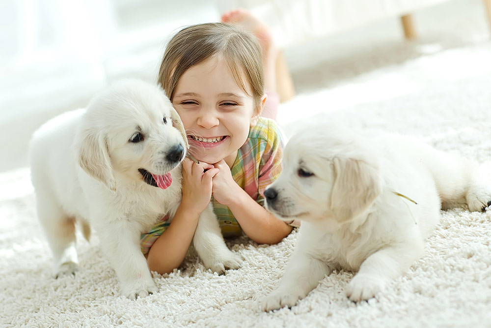 little girl with two labrador puppies playing on the floor