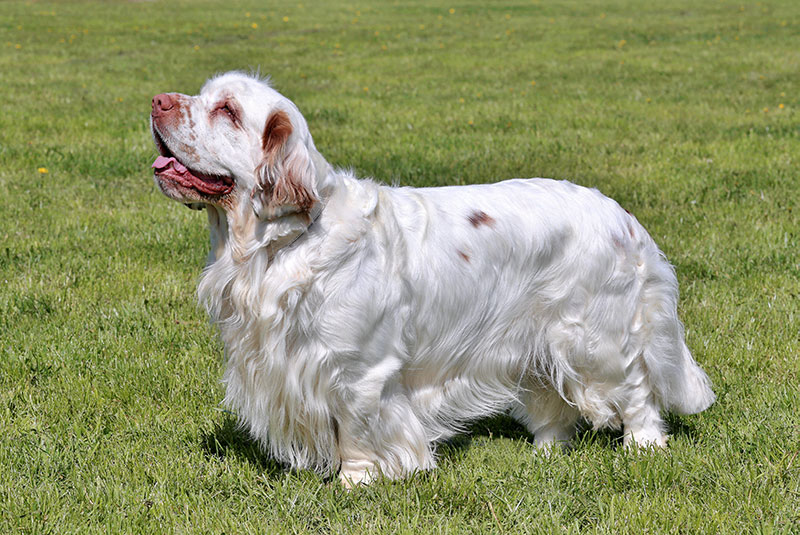 Typical Clumber Spaniel in the spring garden