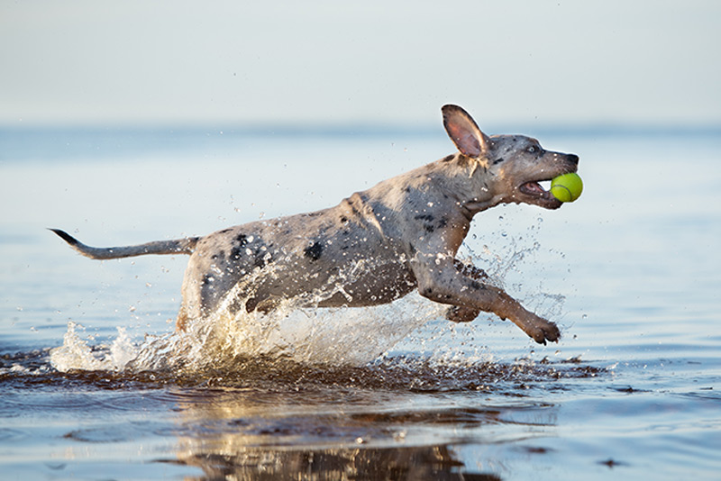 happy Louisiana Catahoula Leopard Dog puppy running in water_