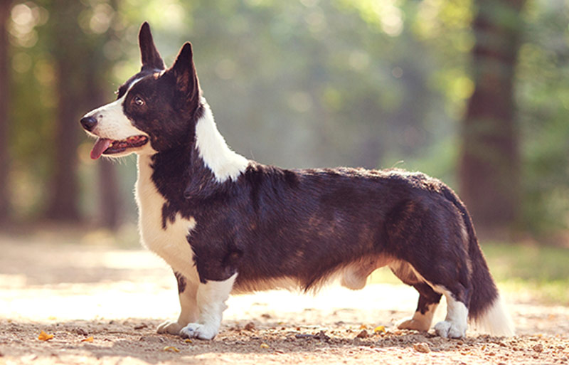 One dog with long body and short legs of welsh corgi cardigan breed with black and white coat outdoors on summer sunny day