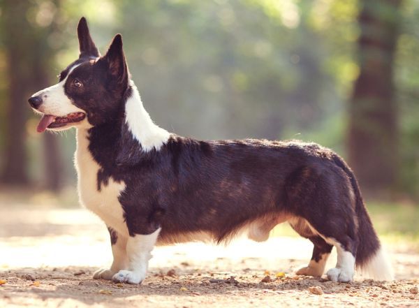 Cardigan Welsch Corgi dog with long body and short legs standing outdoors