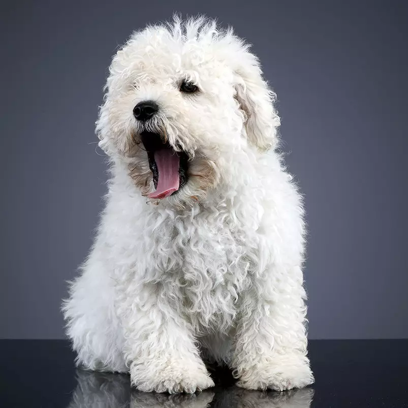 puli puppy Studio shot of a cute Puli dog sitting on grey background