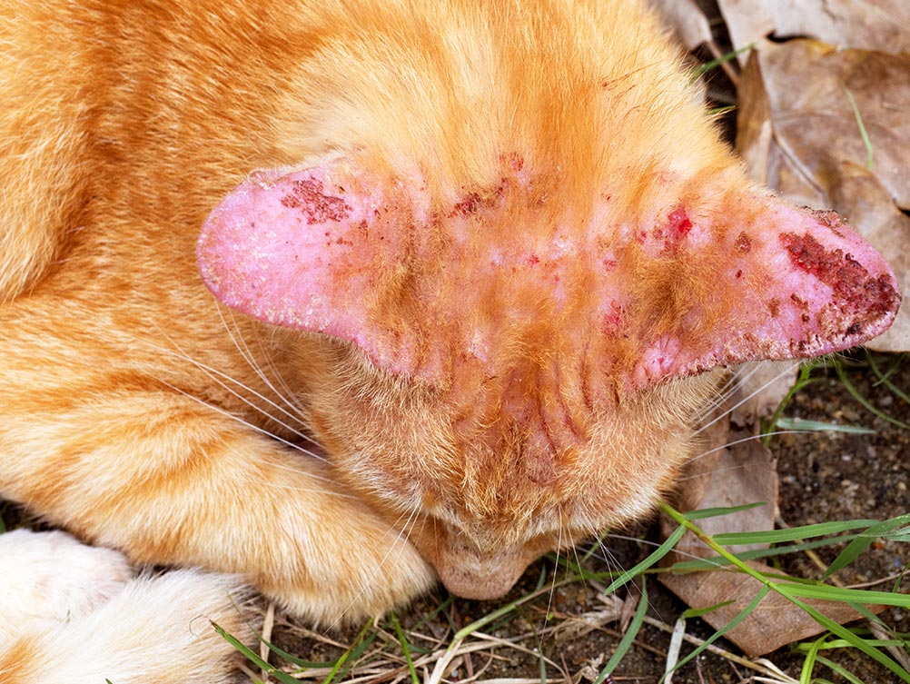 ginger cat with ringworm fungal infection on ears