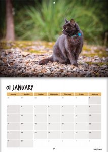 Van Cat Meow 2022 Calendar