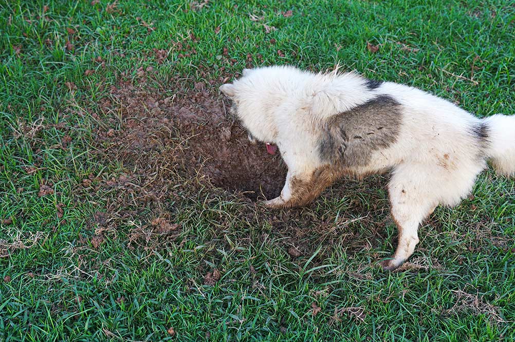 A dog digging a hole outdoor on the green lawn