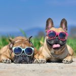 Pets that suffer in summer: how to keep them cool