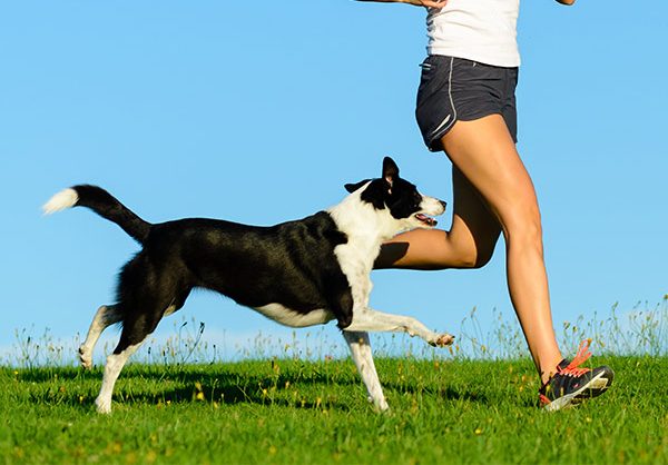 Woman and dog running and exercising outdoor at grass field on summer or spring. Happy female athlete training with her border collie dog