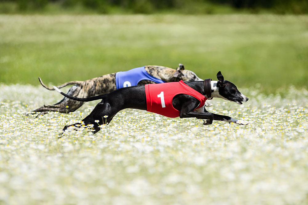 Two Greyhounds lure coursing competition in a beautiful chamomil