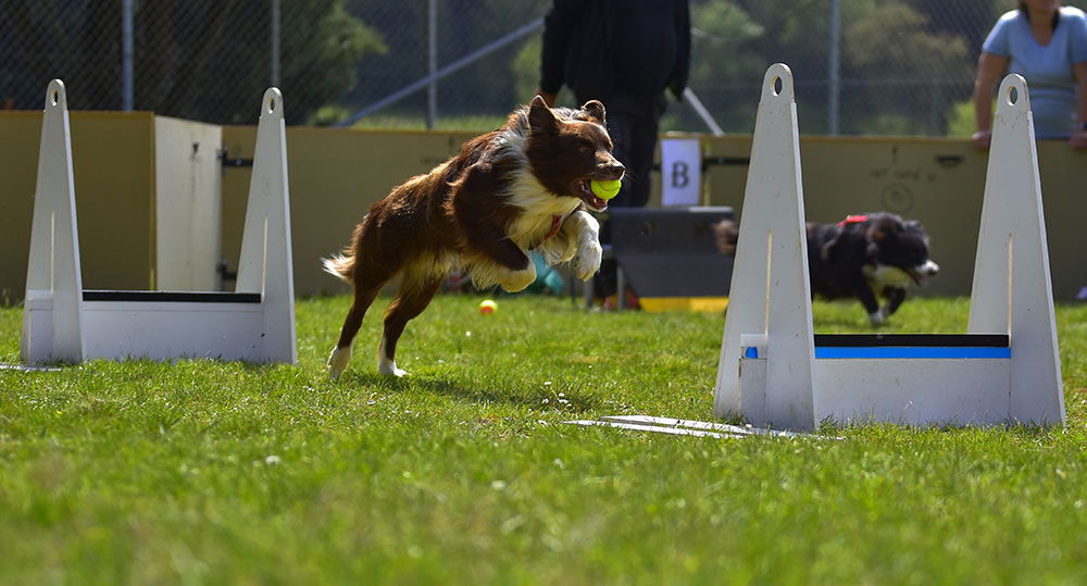 flyball dog competition agility