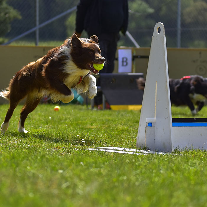 shutterstock_630608906 thumb flyball dog competition agility