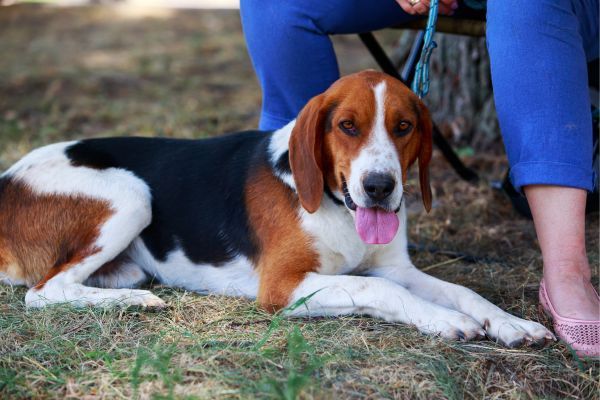 American Foxhound lies on the ground by owner's feet