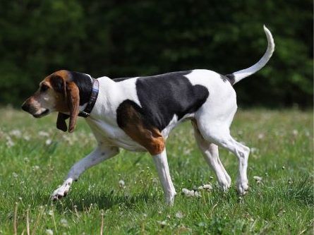 American Foxhound walking outdoors on the grass