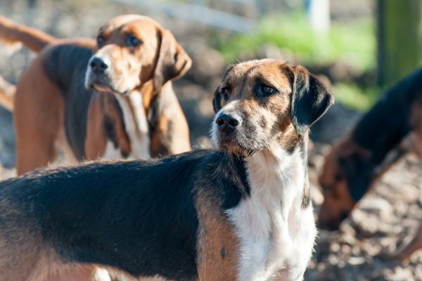 American Foxhounds stand outside ready for the hunt