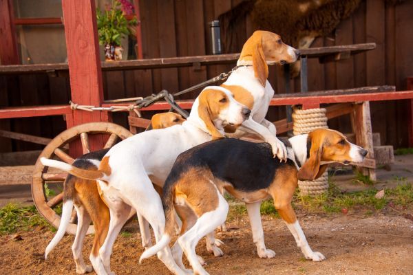 Four American Foxhounds stand close together outside on leads