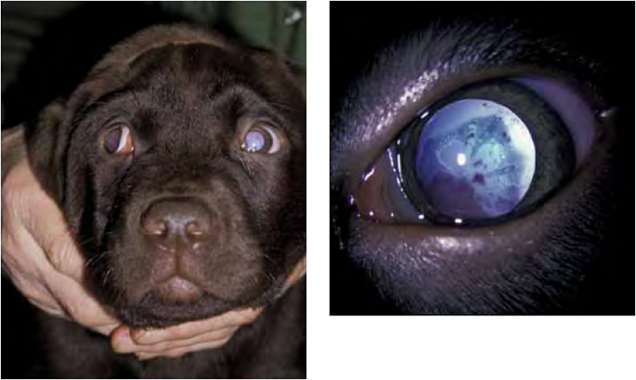 Rod-cone dysplasia affected Labrador Retriever puppy and close up of the eye of the puppy. Source: http://www.animalabs.com/progressive-retinal-atrophy-pra-genetic-testing/