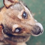 Cataracts  in dogs and cats