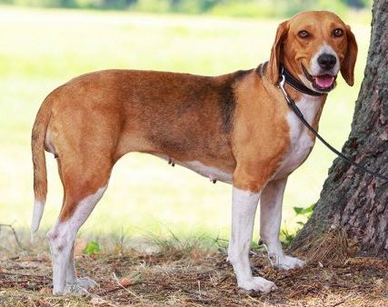 American Foxhound in a public park