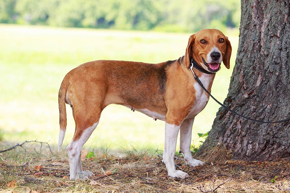 American Foxhound in a public park - Bow Wow Meow Pet Insurance