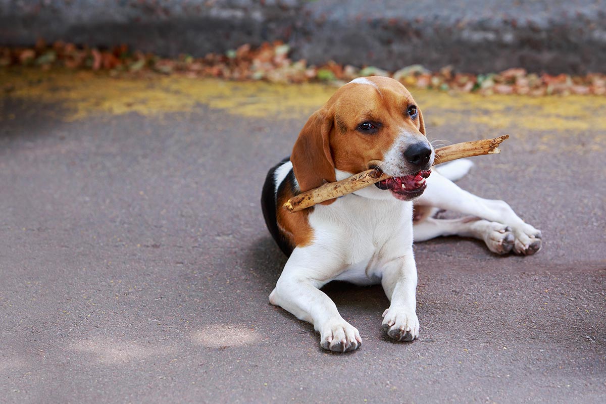 American Foxhound nibbles a stick - Bow Wow Meow Pet Insurance