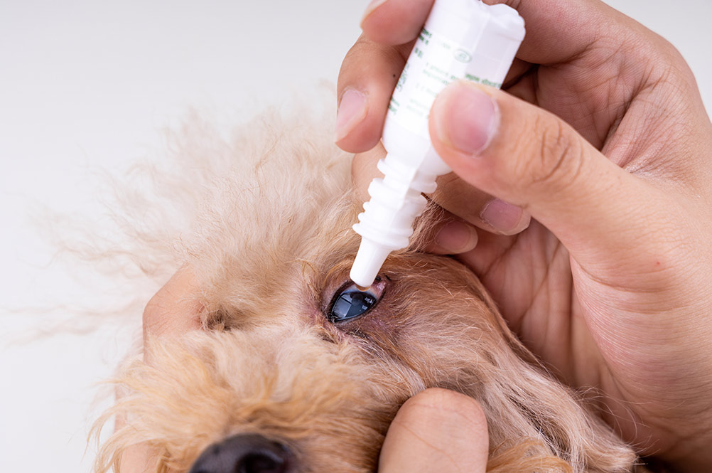 applying eye drop onto dog eye with cataract problem - bow wow meow pet insurance