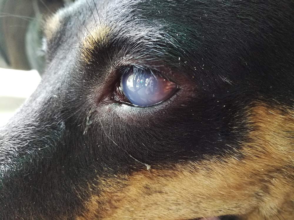 Cataract eyes of dog bow wow meow pet insurance