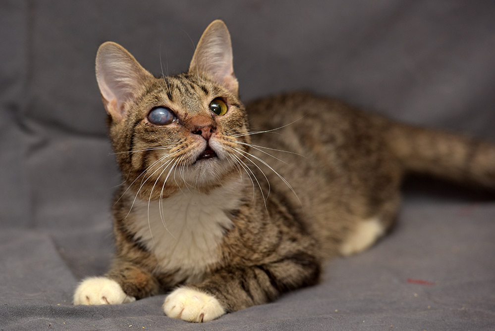 Tabby cat with cataracts in the eye - bow wow meow pet insurance