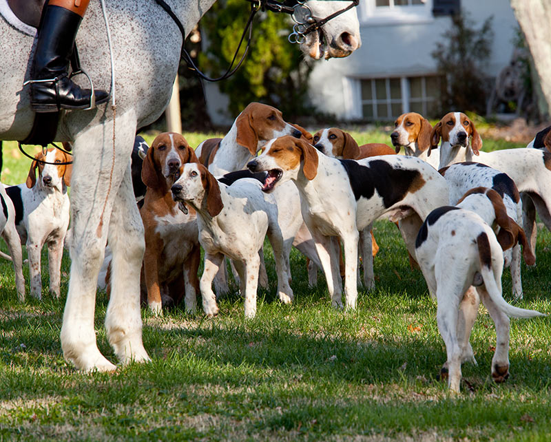 American Foxhound hunting dog breed - Bow Wow Meow Pet Insurance