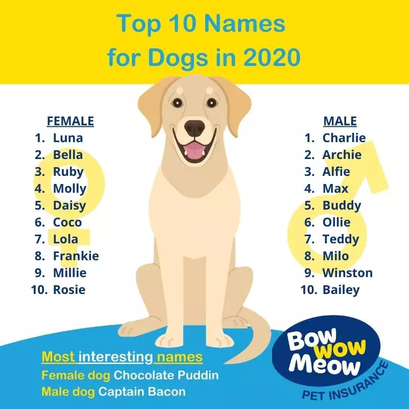 is-max-a-popular-dog-name