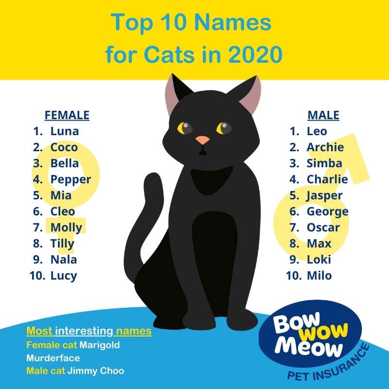 Cat Names - Bow Wow Meow Pet Insurance