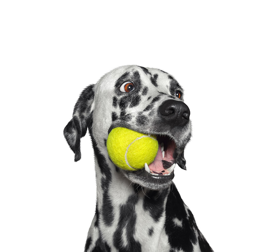 Cute dalmatian dog holding a yellow ball in the mouth