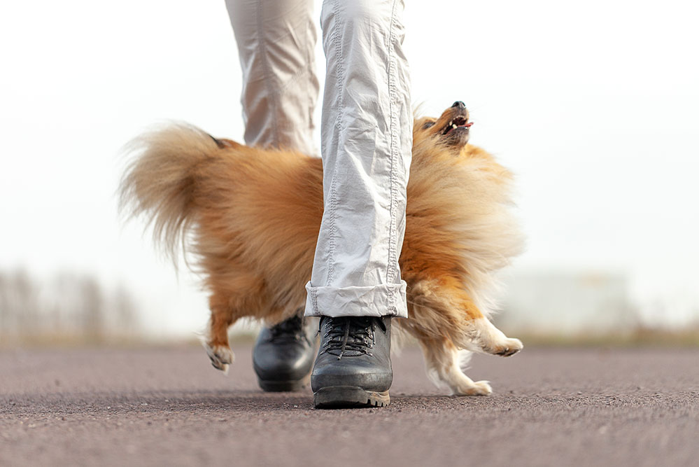 dog trainer works with a sheetland sheepdog