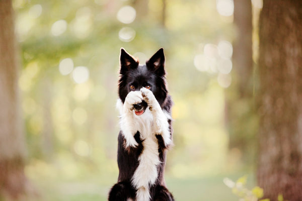 Border collie dog performs a trick closing his nose with his front paws