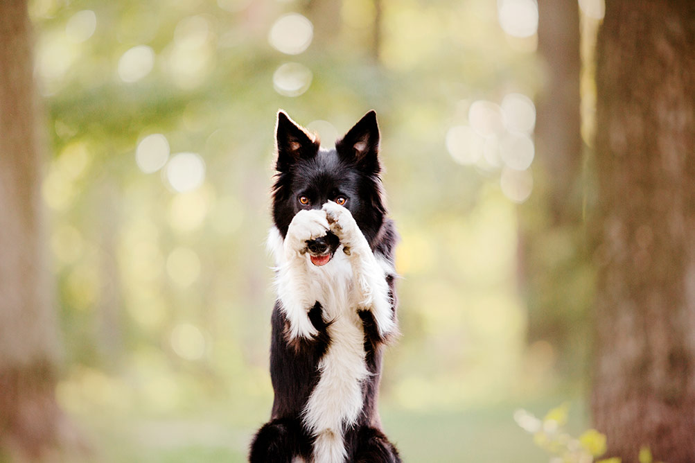 https://bowwowinsurance.com.au/wp-content/uploads/2021/03/WS-shutterstock_1183479553-Border-collie-dog-performs-a-trick-closing-his-nose-with-his-front-paws.jpg