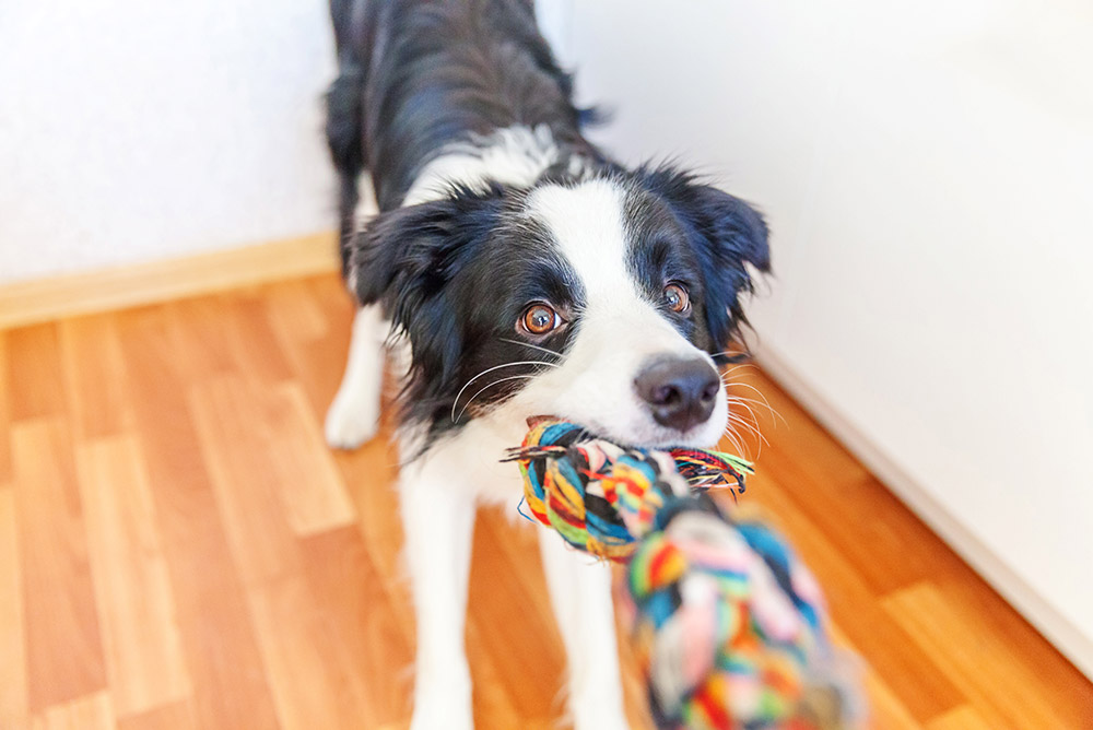 Funny portrait of cute smilling puppy dog border collie holding colourful rope toy in mouth