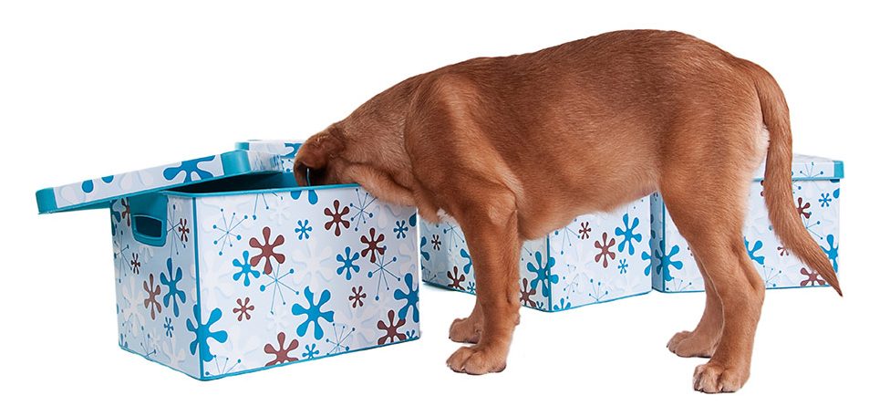 Dog mental stimulation, hide and seek, Bow Wow Meow Pet Insurance