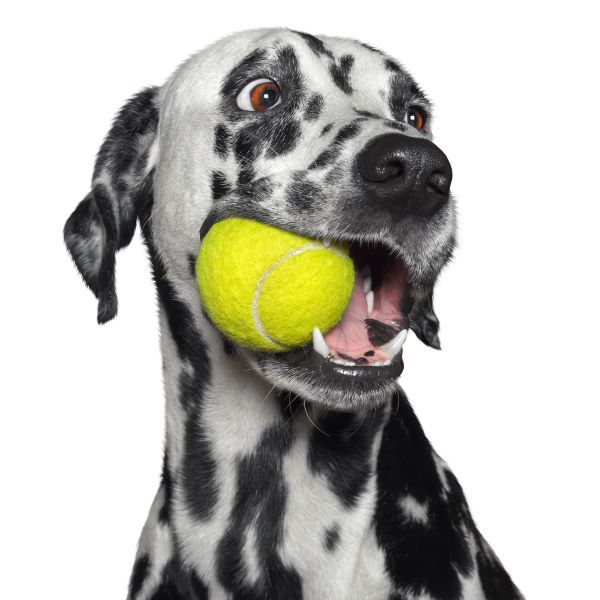 Cute dalmatian dog holding a yellow ball in the mouth 600x