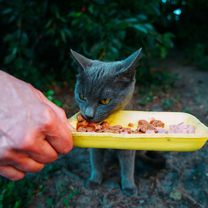 ADOPT ME, SUPPORT YOUR LOCAL STREET CAT | Poster